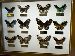 -上海昆虫博物馆