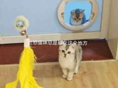-有喵·猫咖·狗咖·30几只猫10只小狗(岗厦店)