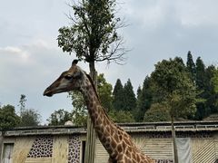 -贵州森林野生动物园