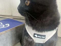 -宠颐生宠物医院·犬猫全科·皮肤科(商业街店)