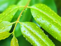 -深圳仙湖植物园