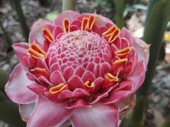 -中国科学院西双版纳热带植物园
