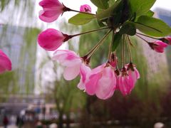 -海棠花溪(元大都城垣遗址公园)