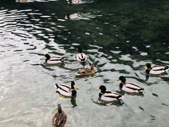 -柯尼希湖