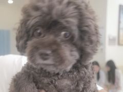 -美联众合动物医院·24h转诊中心