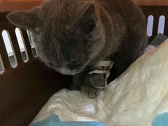 -伟伟宠物医院·CT影像中心·瑞派犬猫综合性门诊(汉口总院)