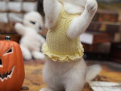 -猫十亿·布偶金渐层·曼基康矮脚猫舍(青年路店)