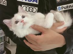 -猫大福·Fortune Cat猫舍(百子湾店)