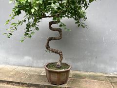 -成都杜甫草堂博物馆