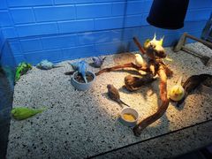 -苏州艺都古玩花鸟市场