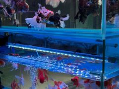 -青石桥花鸟鱼虫市场(叠翠城店)