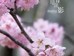 -拙政园