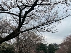 -武汉大学-樱园
