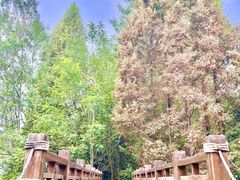 -桤木河湿地公园