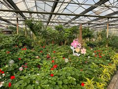 -南宫五洲植物乐园