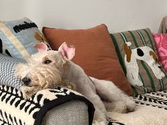 -FAELING PETS美天灵宠物(富力广场店)