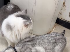 -共舞时光猫咖·狗咖(新街口店)