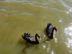 -南大港湿地风景区