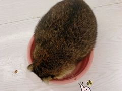 -浣熊柯尔鸭土拨鼠·电玩咖