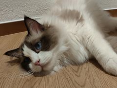 -1013 PET SHOP精品宠物商店(丁香店)