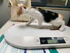 -伟伟宠物医院·CT影像中心·瑞派犬猫综合性门诊(汉口总院)