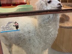 -Honey Bacca 哈尼芭卡高端萌宠(朝阳大悦城店)