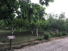 -御林古桑园