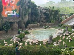 -新加坡飞禽公园