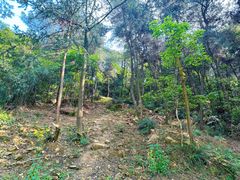 -铁山坪森林公园