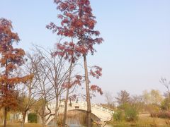 -上海长兴岛郊野公园