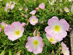 -洋湖国家湿地公园