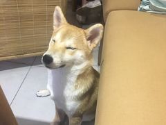 -柴务处·柴犬主题狗咖