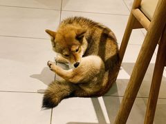 -柴务处·柴犬主题狗咖