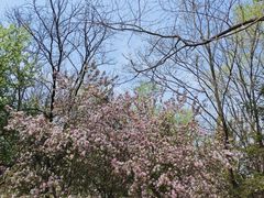 -长白岛森林公园