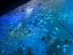 -哈尔滨波塞冬海底世界