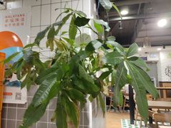 -杨国福麻辣烫