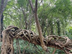-中国科学院西双版纳热带植物园