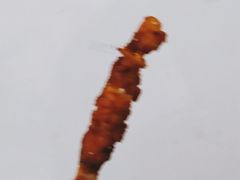 -华莱士炸鸡汉堡(重庆邮电大学店)