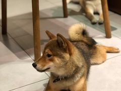 -柴务处·柴犬主题狗咖