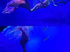 -海合安武汉极地海洋公园