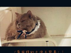 -我爱猫咪·猫咖·狗咖·安哥拉兔·羊驼咖(小寨华旗店)