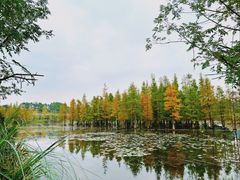 -白鹭湾湿地公园