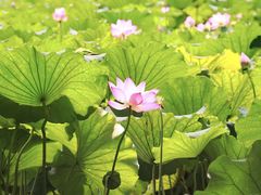 -西湖游船