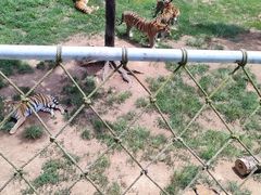 -西霞口神雕山野生动物世界