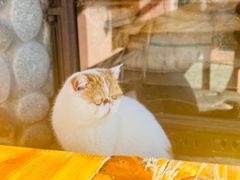 -喵屿·大理花园猫咖