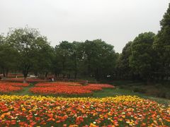 -秀丽东方