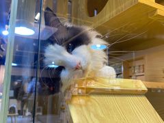 -猫十亿·布偶金渐层·曼基康矮脚猫舍(青年路店)