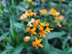 -深圳市中科院仙湖植物园