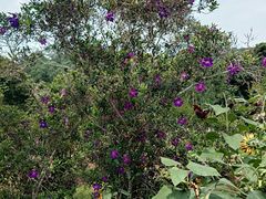 -深圳仙湖植物园-停车场