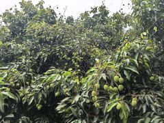 -师兄的茶东莞理工学院(松山湖校区)